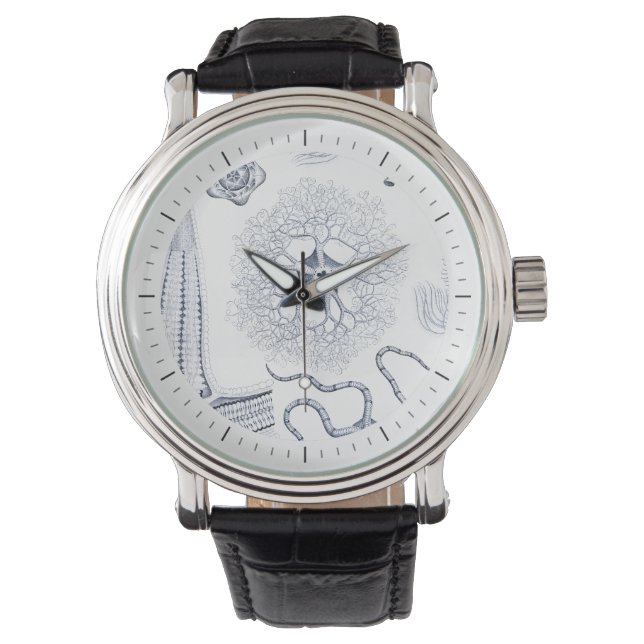 Prehistoric Sea Life - Crinoids, Ophiura Watch (Front)