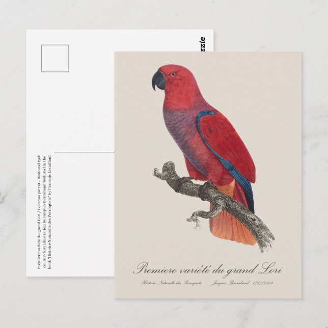 Premiere variete du grand Lori / Eclectus parrot  Postcard (Front/Back)