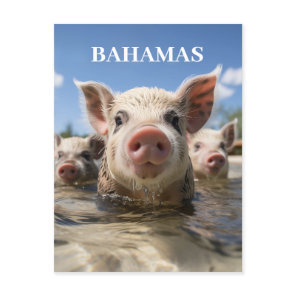 Premium Quality Bahamas Swimming Pigs Exuma Beach Postcard