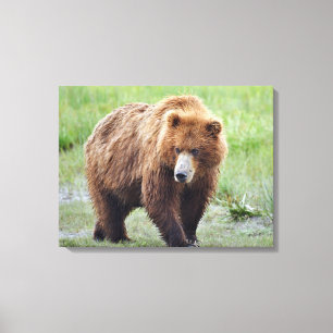 Premium Wrapped Canvas 24x18 of grizzly bear Print