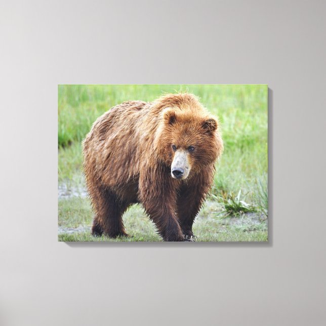 Premium Wrapped Canvas 24x18 of grizzly bear Print (Front)