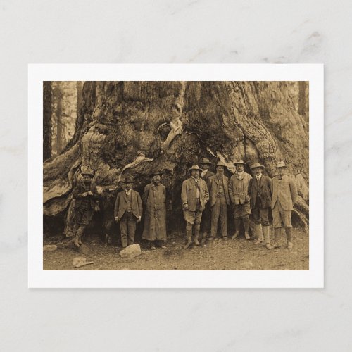 President Roosevelt and John Muir Beneath Sepia Postcard