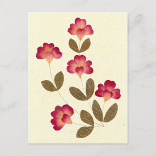Pressed Bright Pink Tube Flowers Postcard
