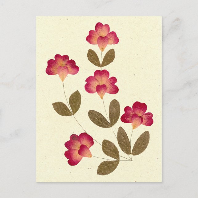 Pressed Bright Pink Tube Flowers Postcard (Front)
