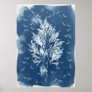Pressed Seaweed Dandelion Seeds Blue Cyanotype Pos Poster