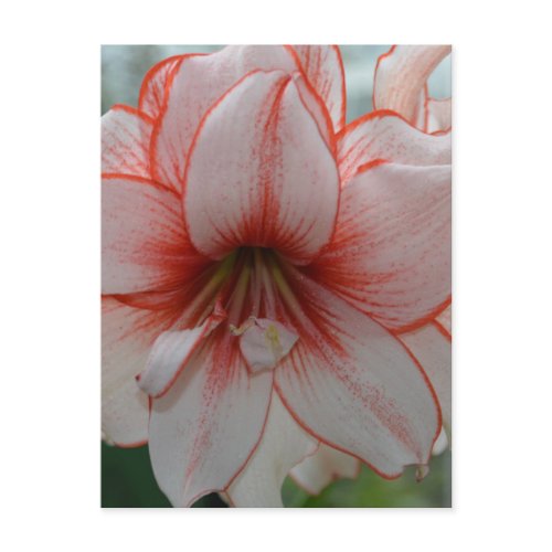 Pretty Amarylis Postcard
