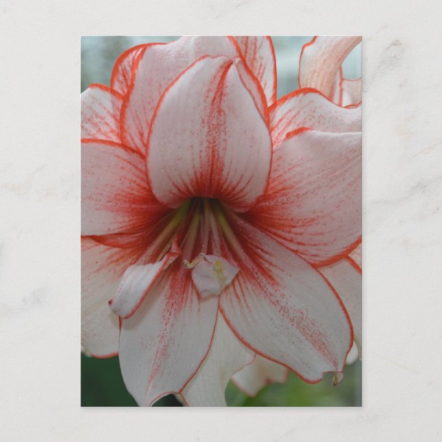 Pretty Amarylis Postcard (Front)