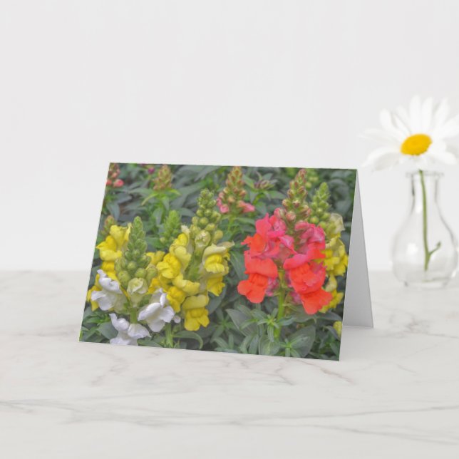 Pretty and Colorful Snapdragon Flower Art Card (Small Plant)