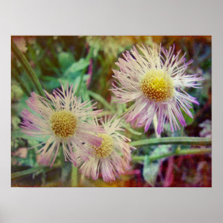 Pretty and Pink Poster