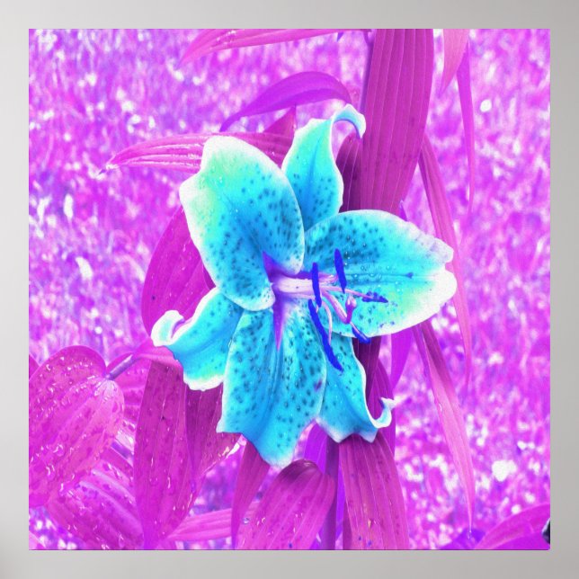 Pretty Aqua Blue Stargazer Lily on Purple Poster (Front)