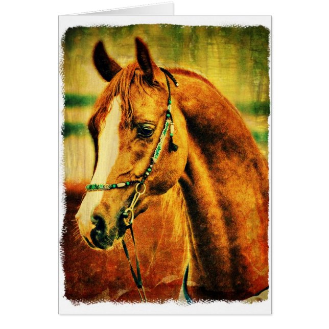 Pretty Arabian Cards (Front)