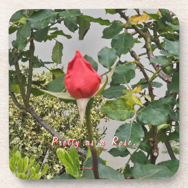 Pretty as a Rose Coaster Set (Front)
