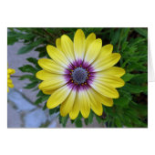 Pretty as Sunshine (Front Horizontal)