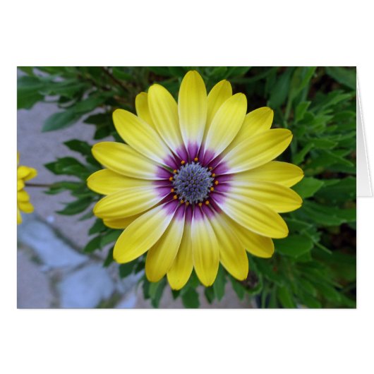 Pretty as Sunshine Cards (Front Horizontal)