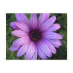 Pretty Aster Flower  Postcard