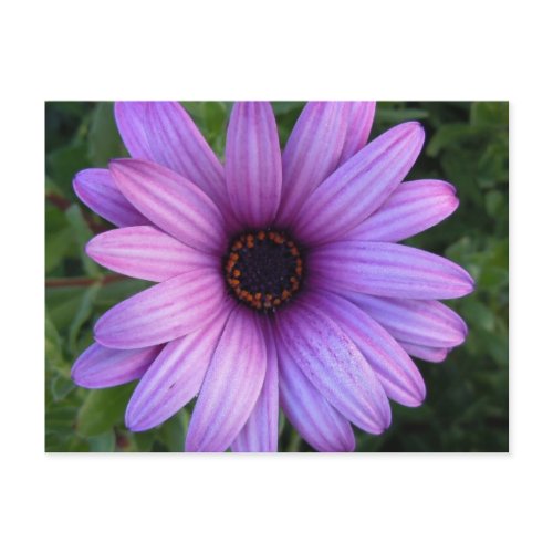 Pretty Aster Flower  Postcard