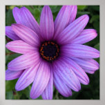 Pretty Aster Flower Poster