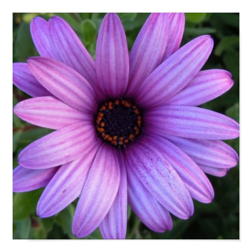 Pretty Aster Flower Poster