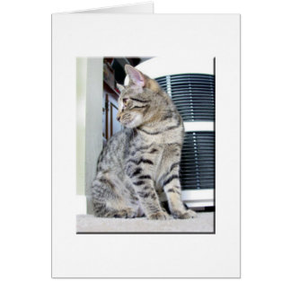 Pretty Bengal Baby Cards