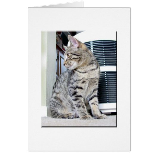 Pretty Bengal Baby Cards (Front)