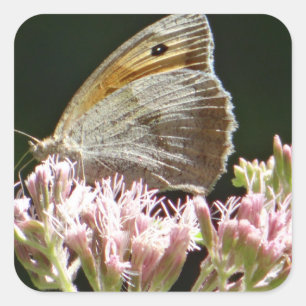 Pretty big butterfly square sticker