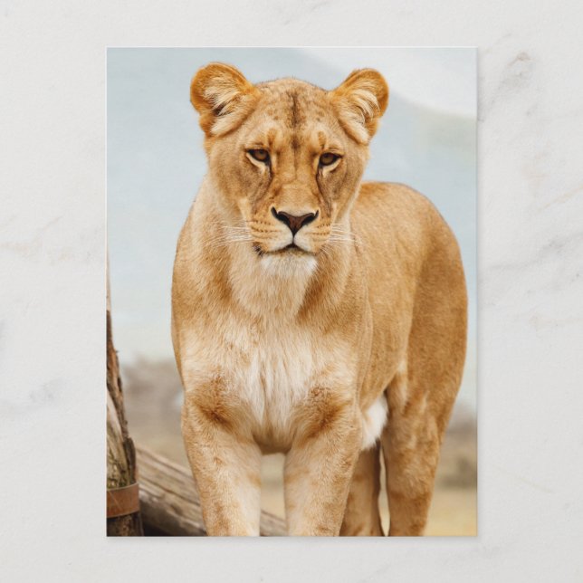 pretty big cat postcard (Front)