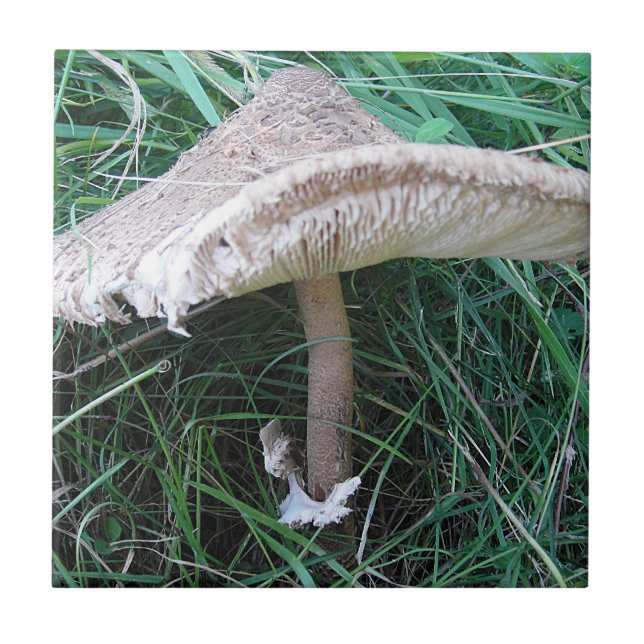 Pretty big mushroom ceramic tile (Front)