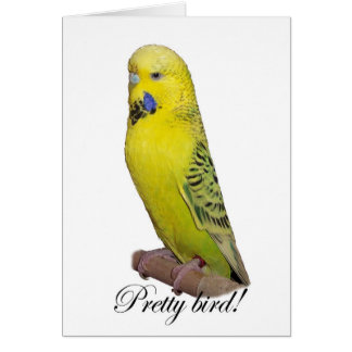 Pretty Bird card
