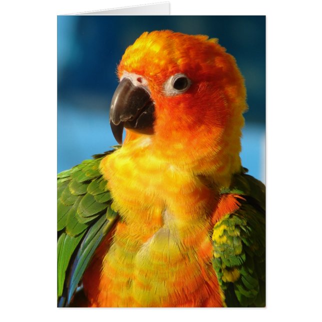 Pretty Bird Cards (Front)