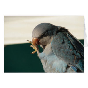 Pretty Bird Cards