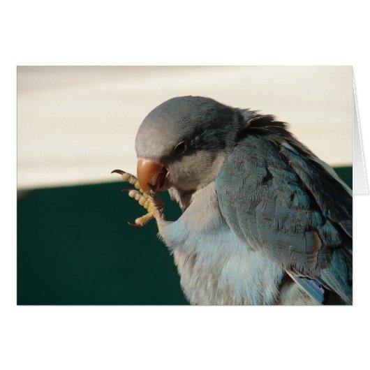 Pretty Bird Cards (Front Horizontal)