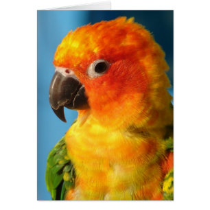 Pretty Bird Cards