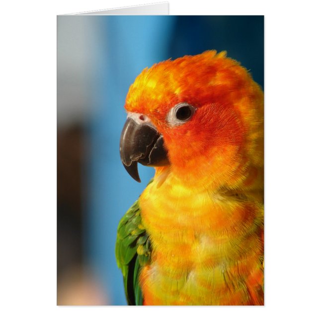 Pretty Bird Colorful Blank Inside Greeting Card (Front)