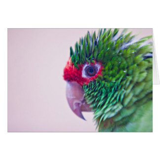 Pretty bird in Ollantaytambo Cards