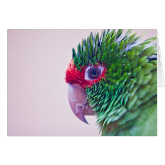 Pretty bird in Ollantaytambo Cards (Front Horizontal)