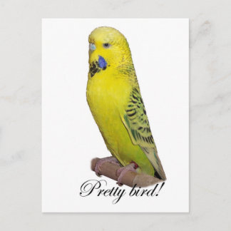 Pretty Bird postcard