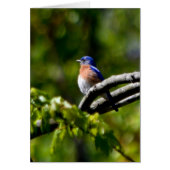 Pretty Bird! Send a Smile (Front)