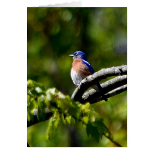 Pretty Bird! Send a Smile Cards (Front)