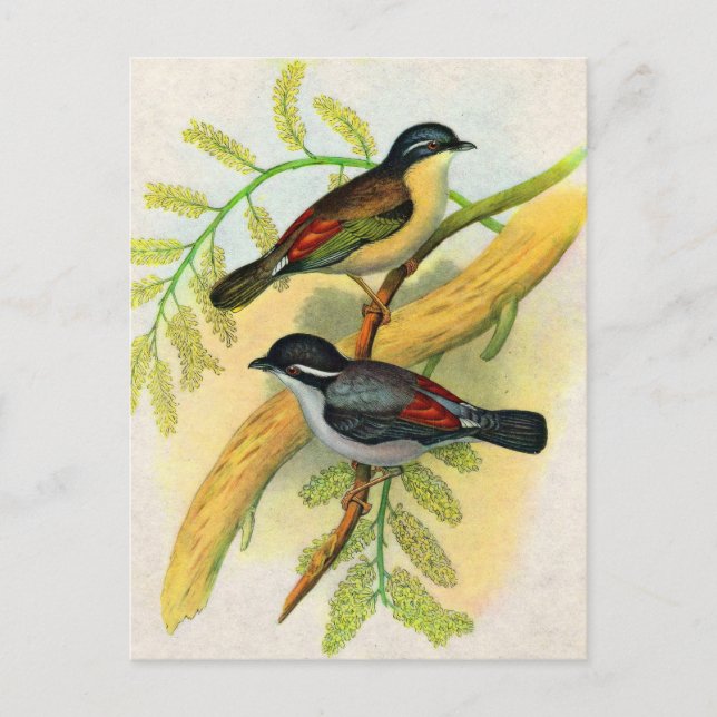 pretty birds print postcard (Front)