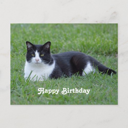 Pretty Black and White Tuxedo Cat Photo Birthday Postcard