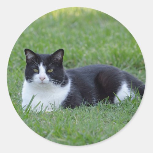 Pretty Black and White Tuxedo Cat Photo Classic Round Sticker