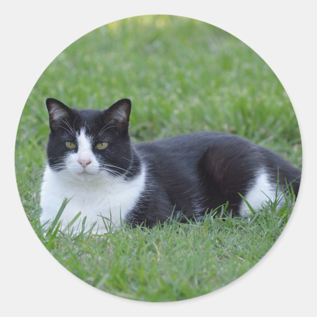 Pretty Black and White Tuxedo Cat Photo Classic Round Sticker (Front)
