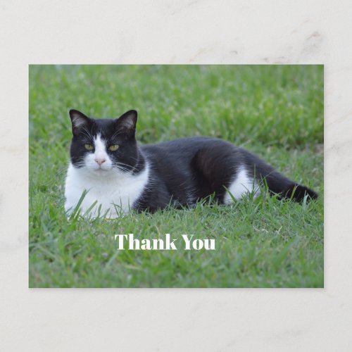 Pretty Black and White Tuxedo Cat Photo Thank You Postcard