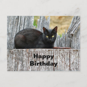 Pretty Black Cat Log Photo Birthday Postcard