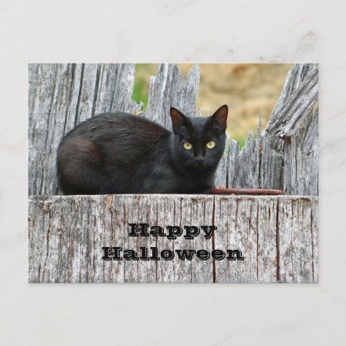 Pretty Black Cat Log Photo Halloween Postcard