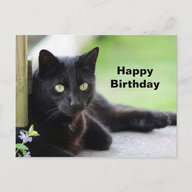 Pretty Black Cat Photo Birthday Postcard (Front)