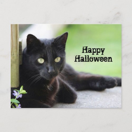 Pretty Black Cat Photo Halloween Postcard