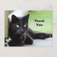 Pretty Black Cat Photo Thank You