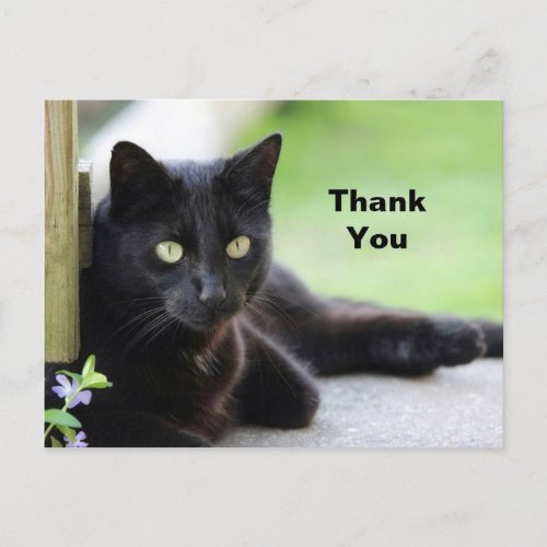 Pretty Black Cat Photo Thank You Postcard