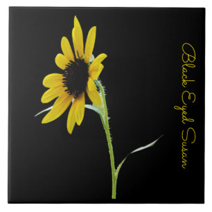 Pretty black eyed susan on black ceramic tile